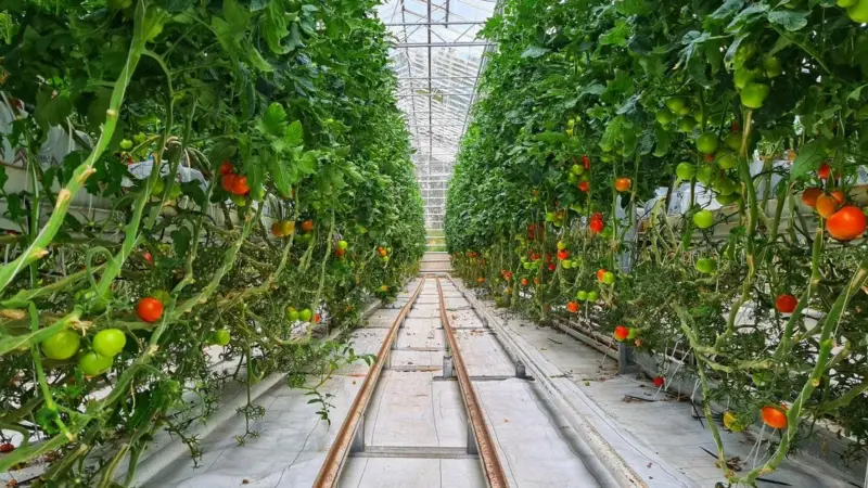 La serra che non fa ombra ha dato i suoi frutti