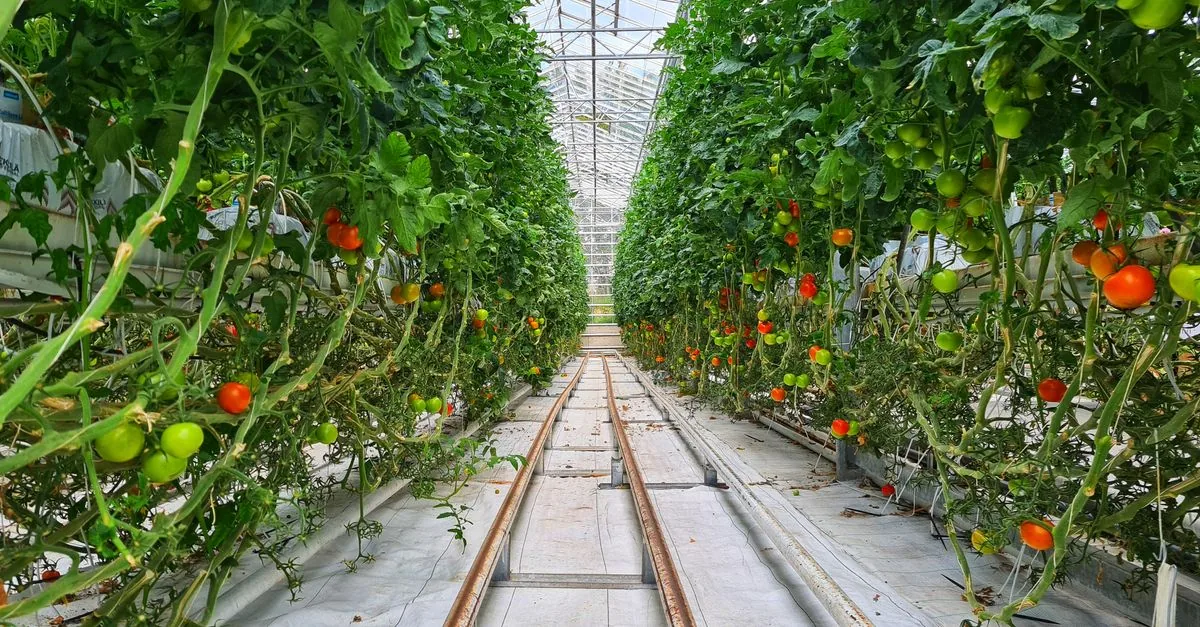 La serra che non fa ombra ha dato i suoi frutti