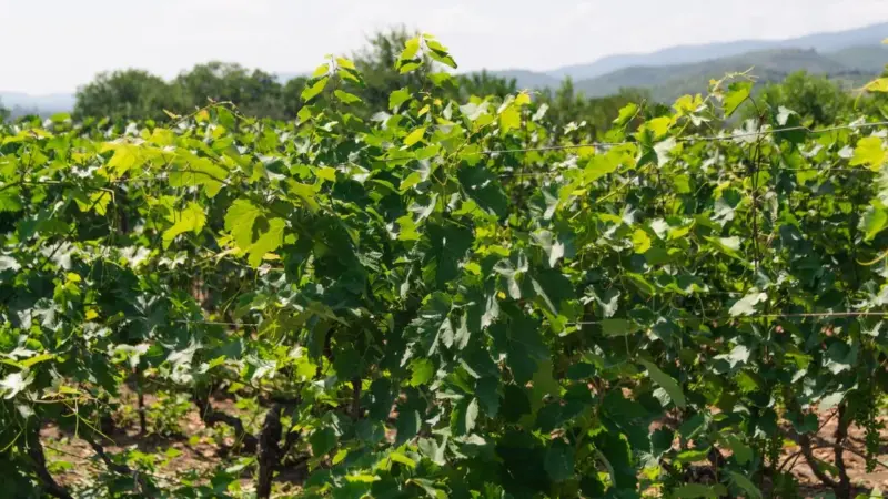 La vite impara a convivere con i pannelli solari