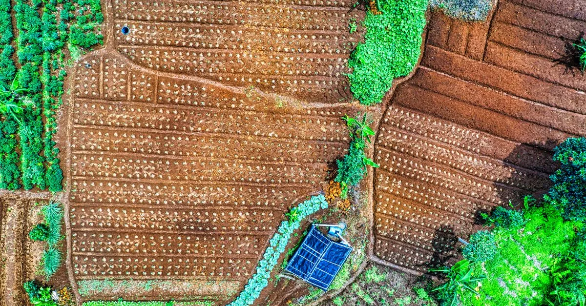 La Consulta ha salvato l'agrivoltaico sopraelevato