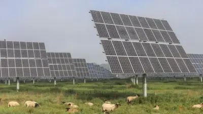 Le pecore ora fanno manutenzione ai pannelli solari