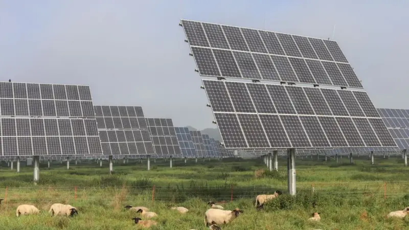 Le pecore ora fanno manutenzione ai pannelli solari