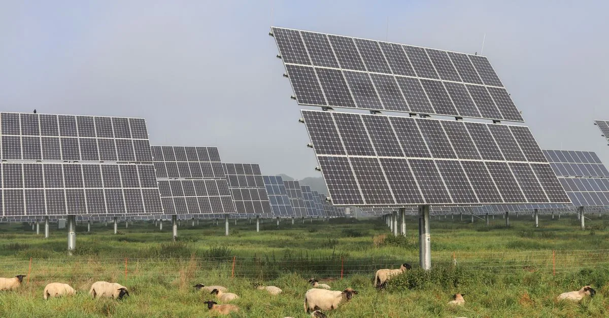 Le pecore ora fanno manutenzione ai pannelli solari