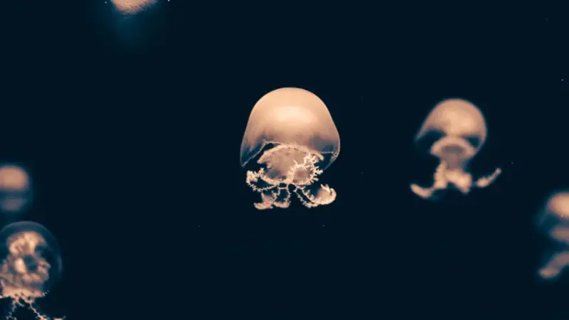 Le meduse hanno spento un quinto del nucleare francese