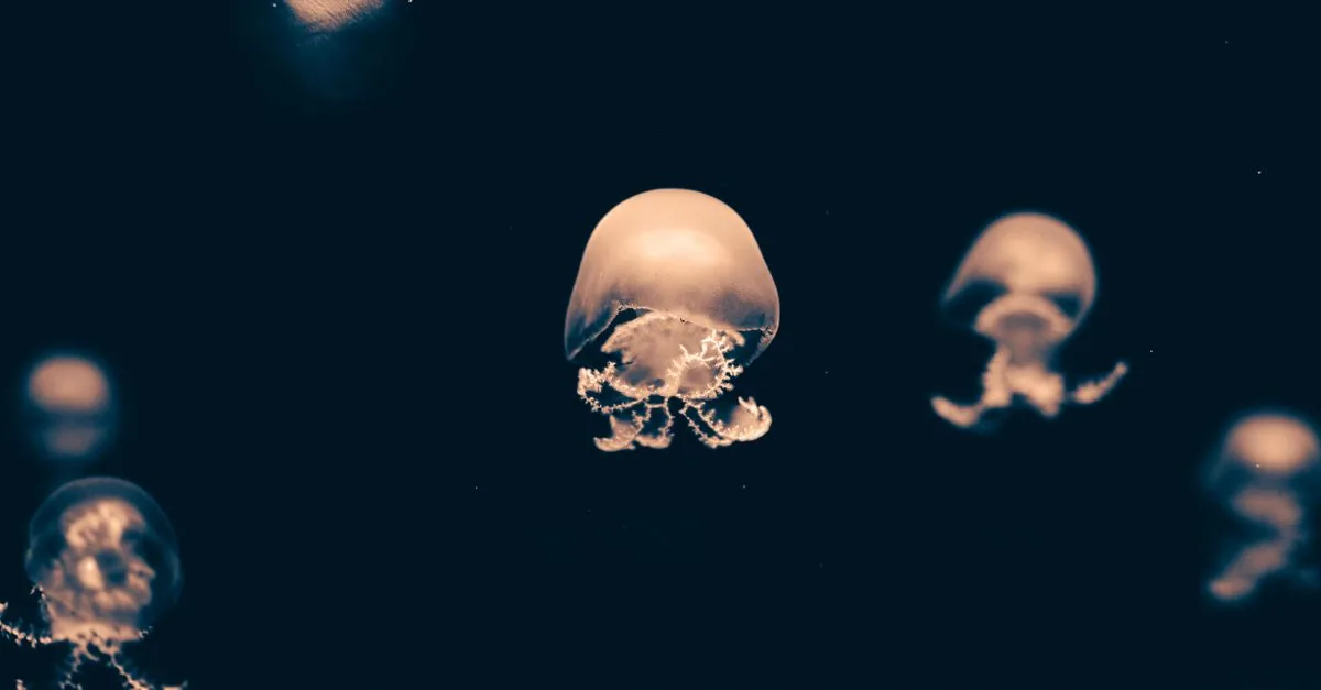 Le meduse hanno spento un quinto del nucleare francese