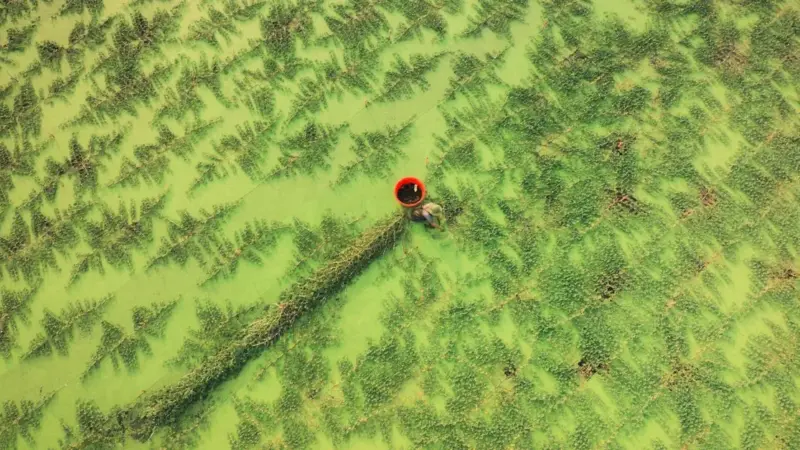 I produttori alimentari si sono messi insieme per comprare ammoniaca verde