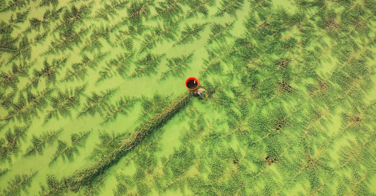 I produttori alimentari si sono messi insieme per comprare ammoniaca verde