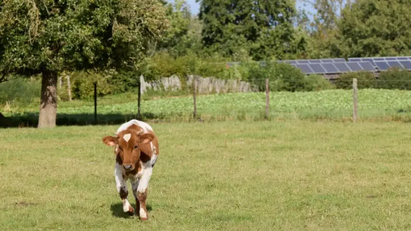 Il Vaticano costruirà un impianto agrivoltaico da 90 megawatt