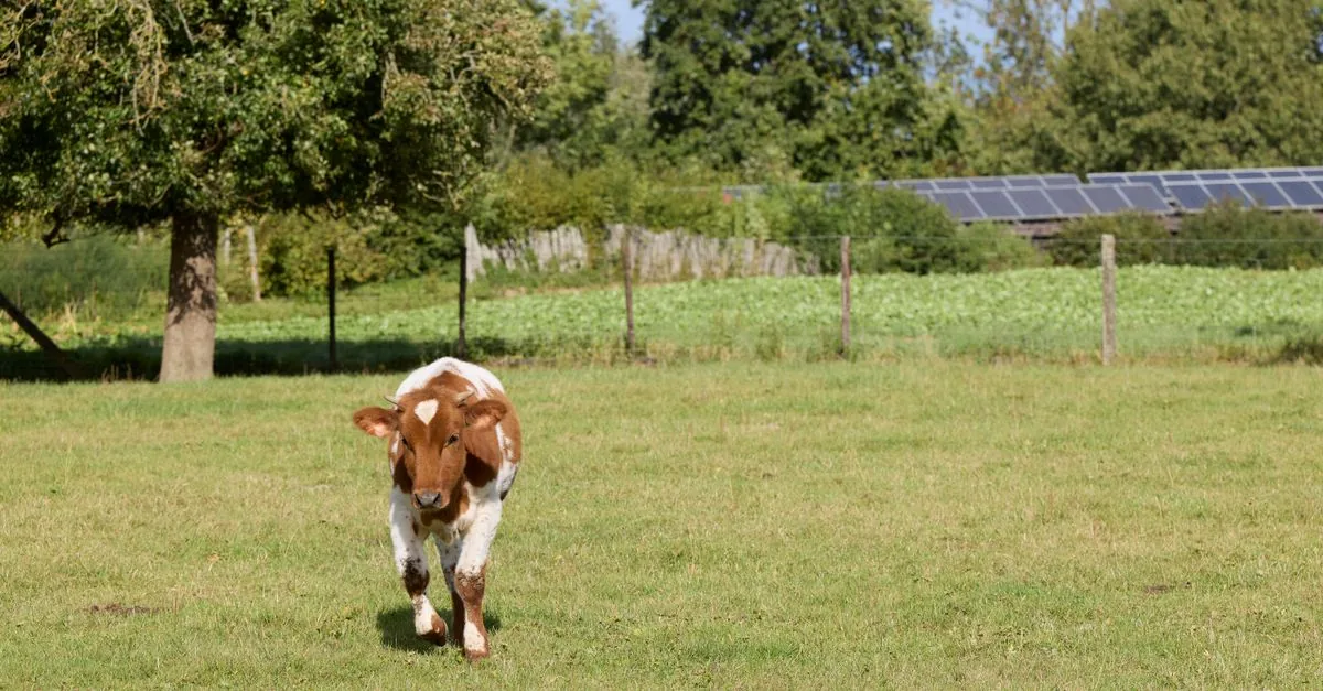 Il Vaticano costruirà un impianto agrivoltaico da 90 megawatt