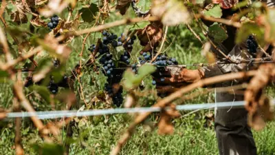 In Puglia l'ombra dei pannelli ha fatto crescere più uva