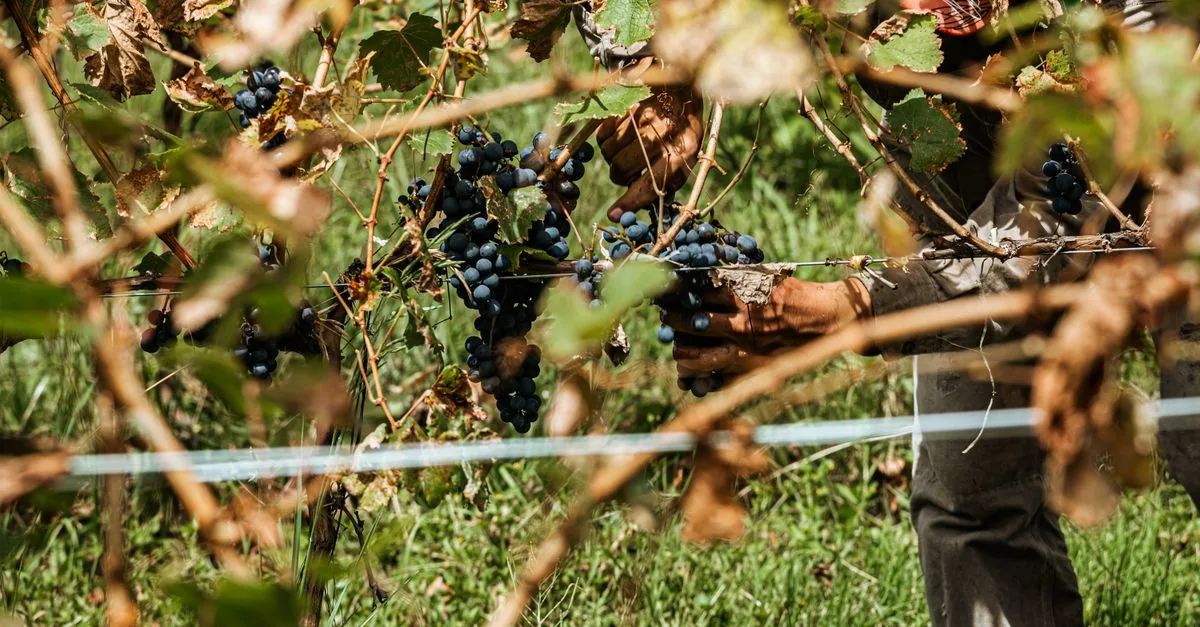 In Puglia l'ombra dei pannelli ha fatto crescere più uva