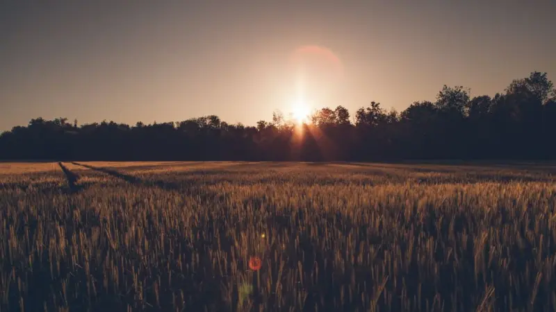 Uno studio danese ha misurato il grano tra i pannelli solari