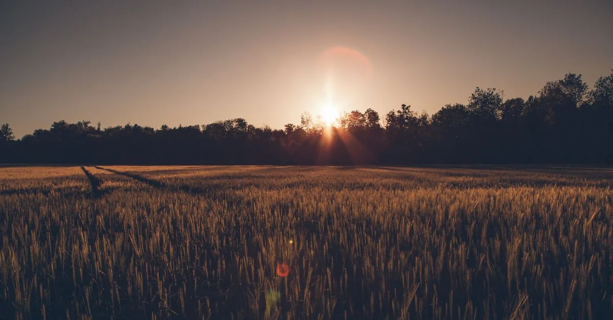 Uno studio danese ha misurato il grano tra i pannelli solari